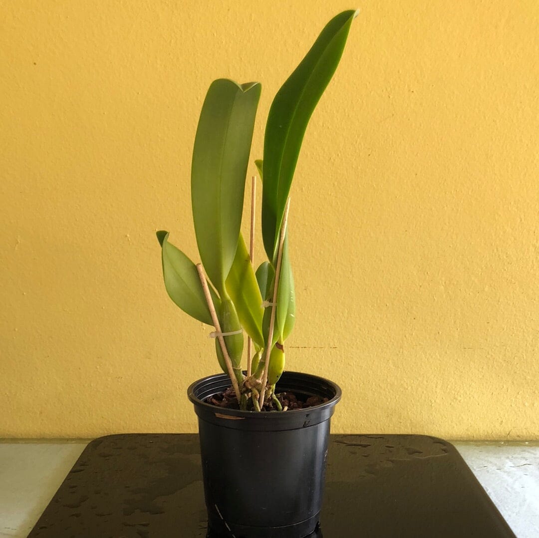 Cattleya warscewiczii var. alba Cattleya La Foresta Orchids 