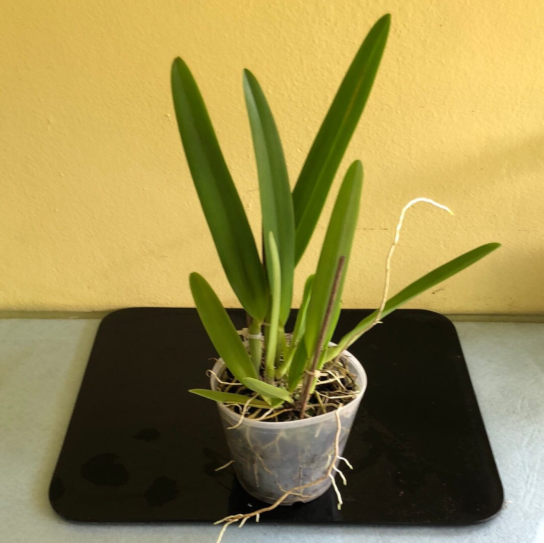 Cattleya warscewiczii var. coerulea – La Foresta Orchids