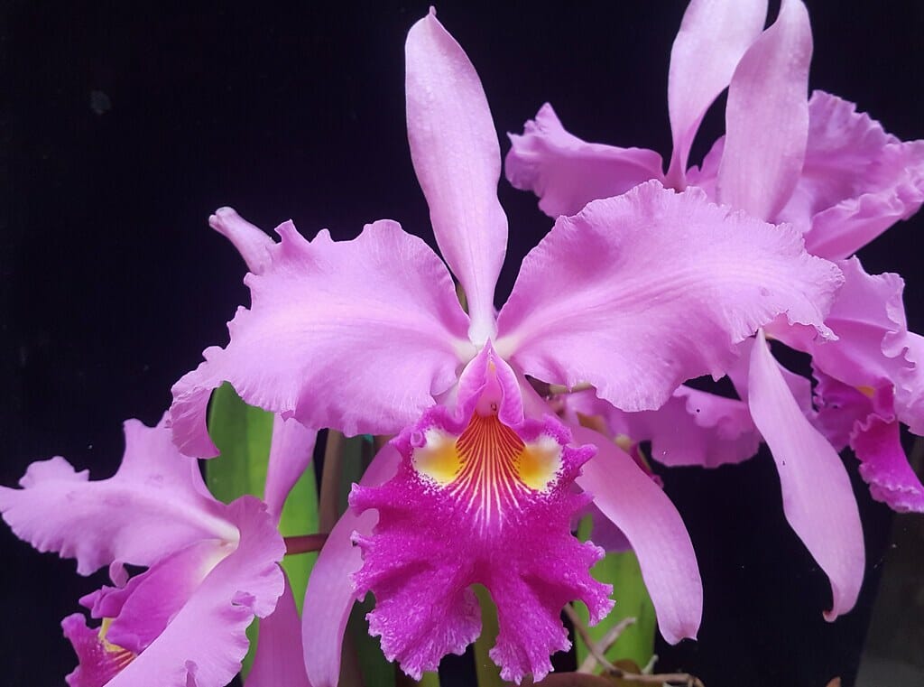 Cattleya warscewiczii var. tipo 'Alexander's var.' x Cattleya purpurata var. flammea Cattleya La Foresta Orchids 