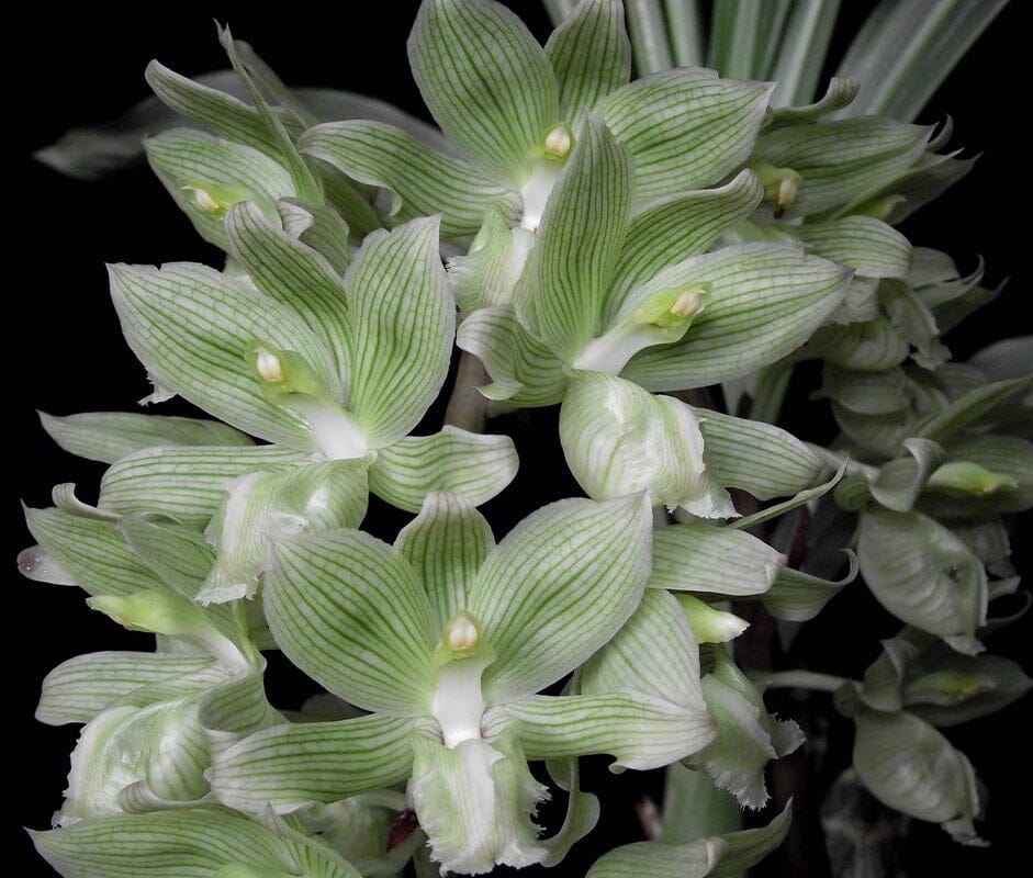 Clowesia russelliana Clowesia La Foresta Orchids 