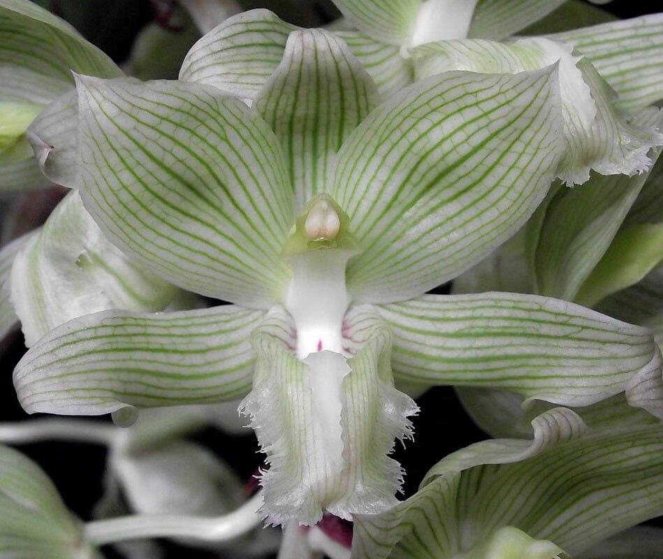 Clowesia russelliana Clowesia La Foresta Orchids 