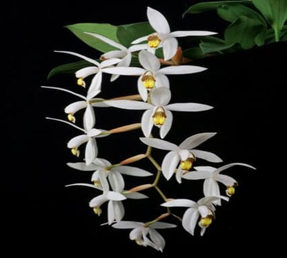 Coelogyne kaliana Coelogyne La Foresta Orchids 