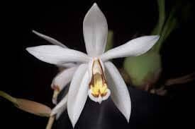 Coelogyne kaliana Coelogyne La Foresta Orchids 