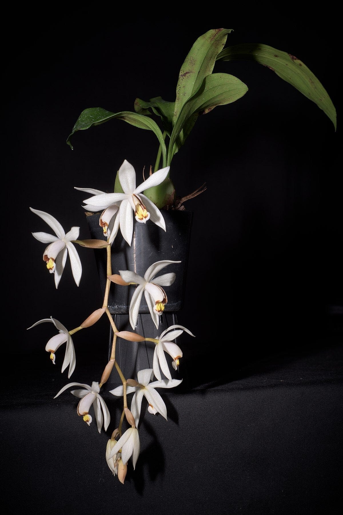 Coelogyne kaliana Coelogyne La Foresta Orchids 