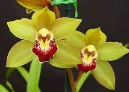 Cymbidium Valentine's Love Cymbidium La Foresta Orchids 