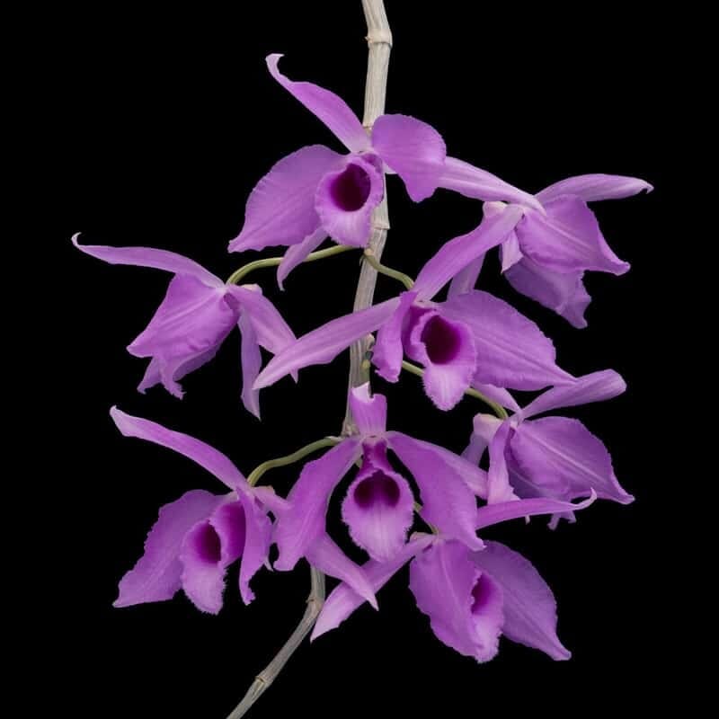 Dendrobium anosmun 'Pink' Dendrobium La Foresta Orchids 