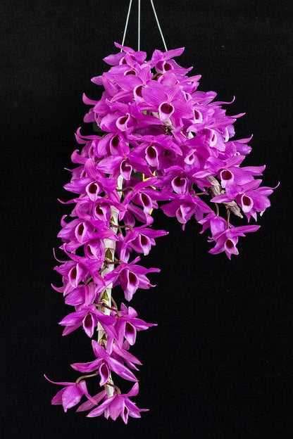 Dendrobium anosmun 'Pink' x sib Dendrobium La Foresta Orchids 