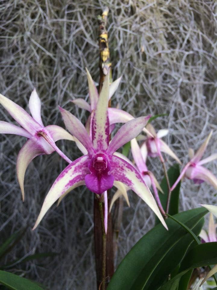 Dendrobium Gillieston Jazz × Dendrobium Victorian Bride Dendrobium La Foresta Orchids 