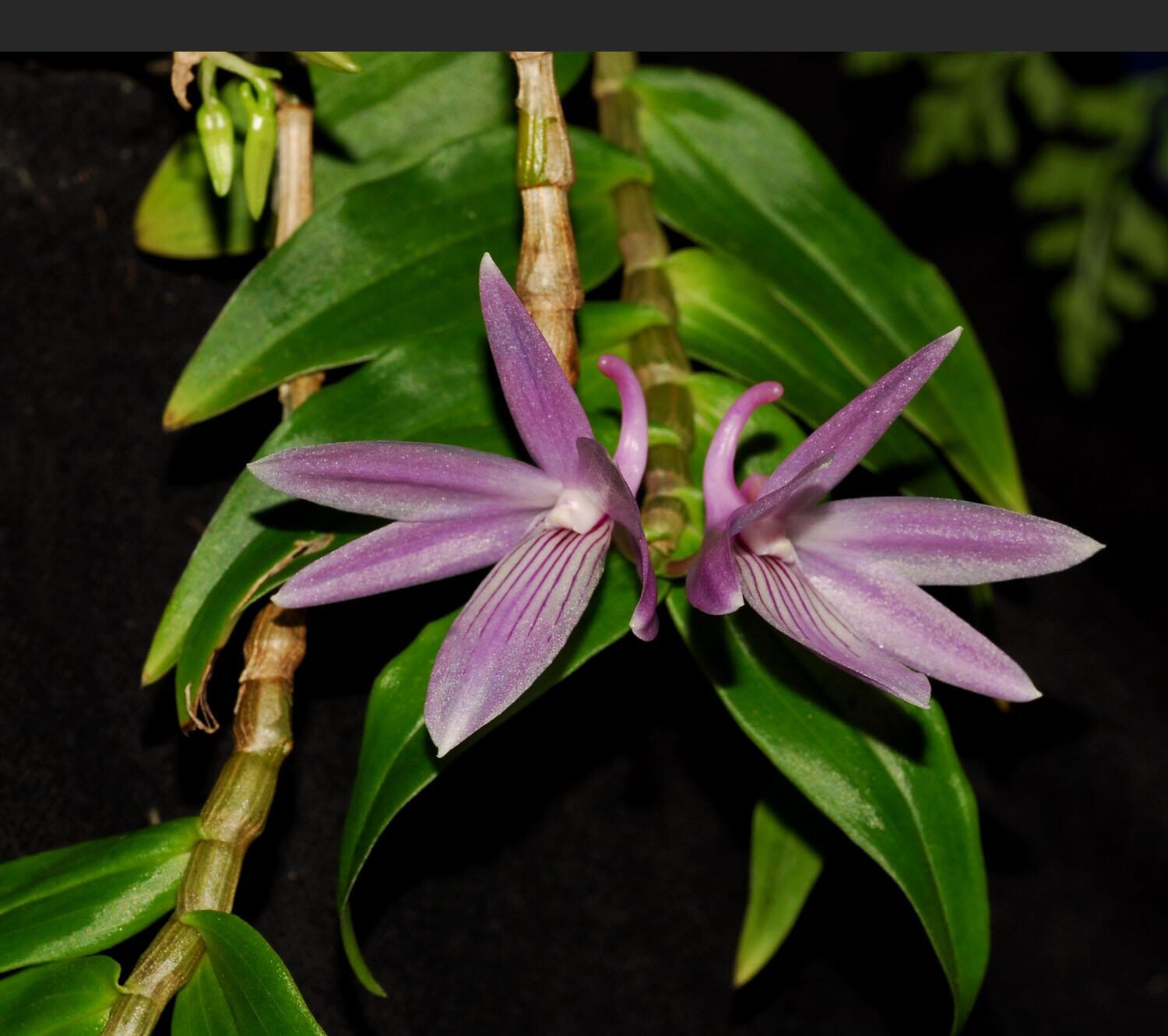 Dendrobium gonzalesii Dendrobium La Foresta Orchids 