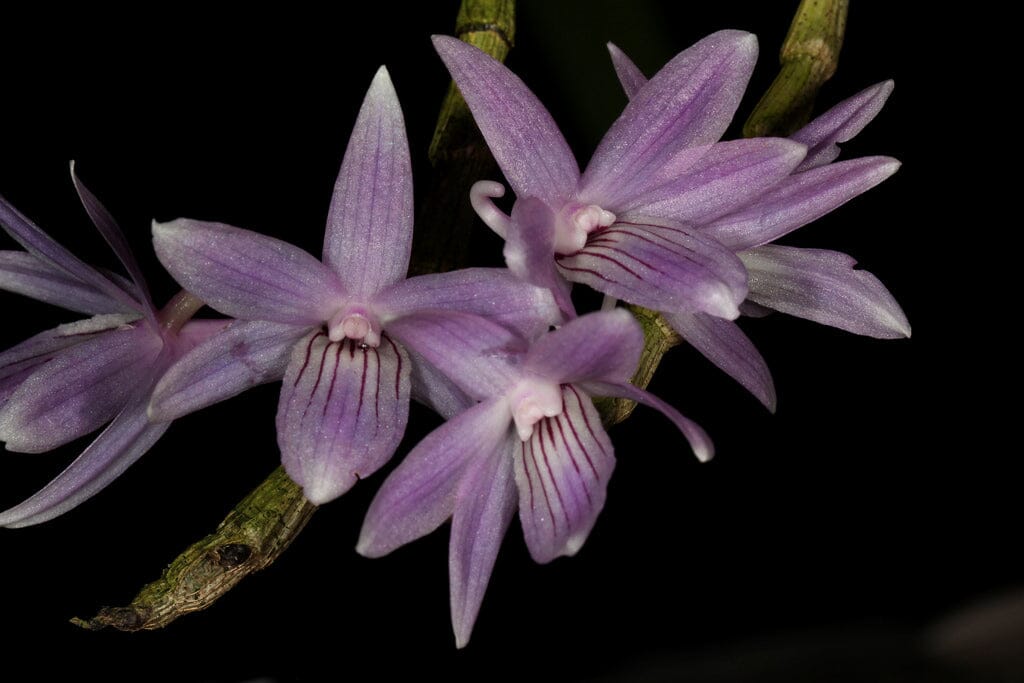 Dendrobium gonzalesii Dendrobium La Foresta Orchids 