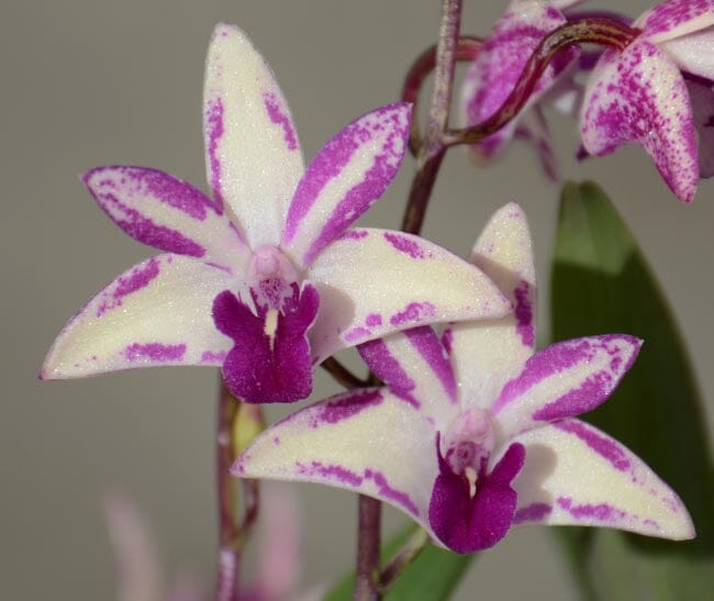 Dendrobium Purple Zip 'SVO' x Dendrobium King Zip 'Red Splash' AM/AOS Dendrobium La Foresta Orchids 