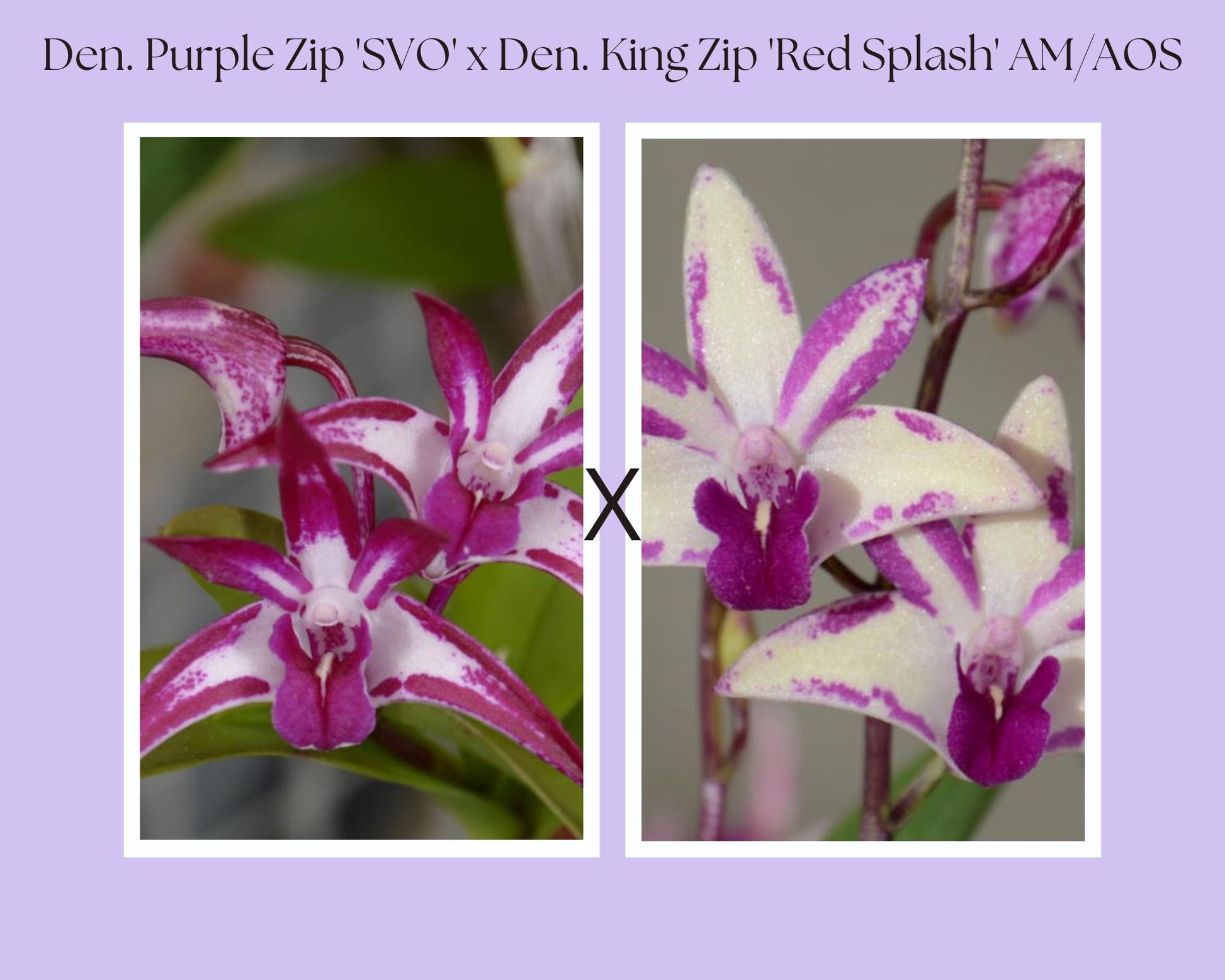 Dendrobium Purple Zip 'SVO' x Dendrobium King Zip 'Red Splash' AM/AOS Dendrobium La Foresta Orchids 