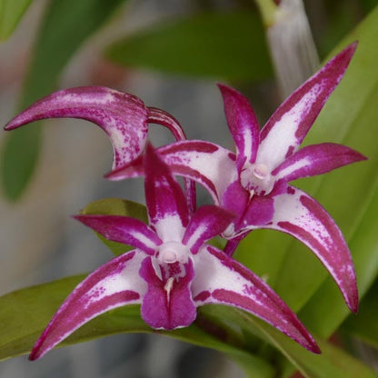 Dendrobium Purple Zip 'SVO' x Dendrobium King Zip 'Red Splash' AM/AOS Dendrobium La Foresta Orchids 