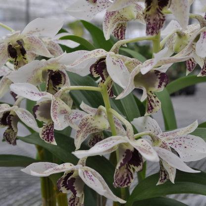 Dendrobium Roy Tokunaga 'Spots' Dendrobium La Foresta Orchids 