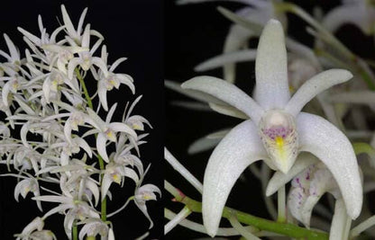 Dendrobium speciosum var. pedunculatum Dendrobium La Foresta Orchids 