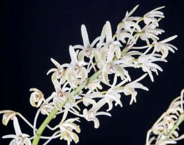 Dendrobium speciosum var. pedunculatum Dendrobium La Foresta Orchids 