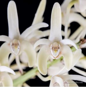 Dendrobium speciosum var. pedunculatum Dendrobium La Foresta Orchids 