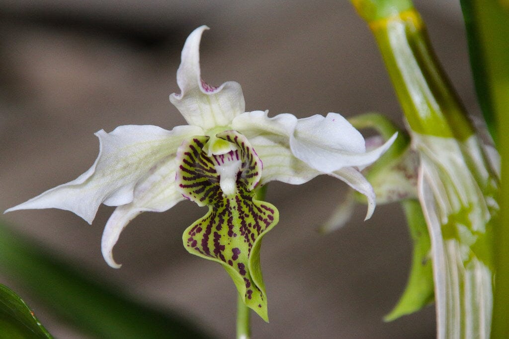 Dendrobium Spider Lily Dendrobium La Foresta Orchids 