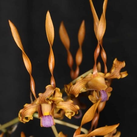 Dendrobium tangerinum Dendrobium La Foresta Orchids 