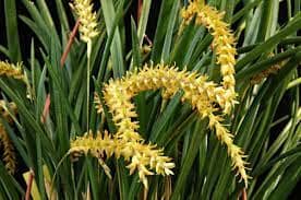 Dendrochilum wenzelii Dendrochilum La Foresta Orchids 