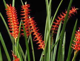 Dendrochilum wenzelii Dendrochilum La Foresta Orchids var. Red 