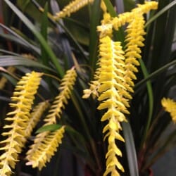 Dendrochilum wenzelii Dendrochilum La Foresta Orchids var. Yellow 