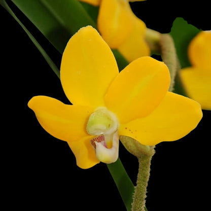 Dimorphorchis rossii Vanda La Foresta Orchids 