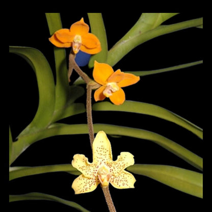 Dimorphorchis rossii Vanda La Foresta Orchids 