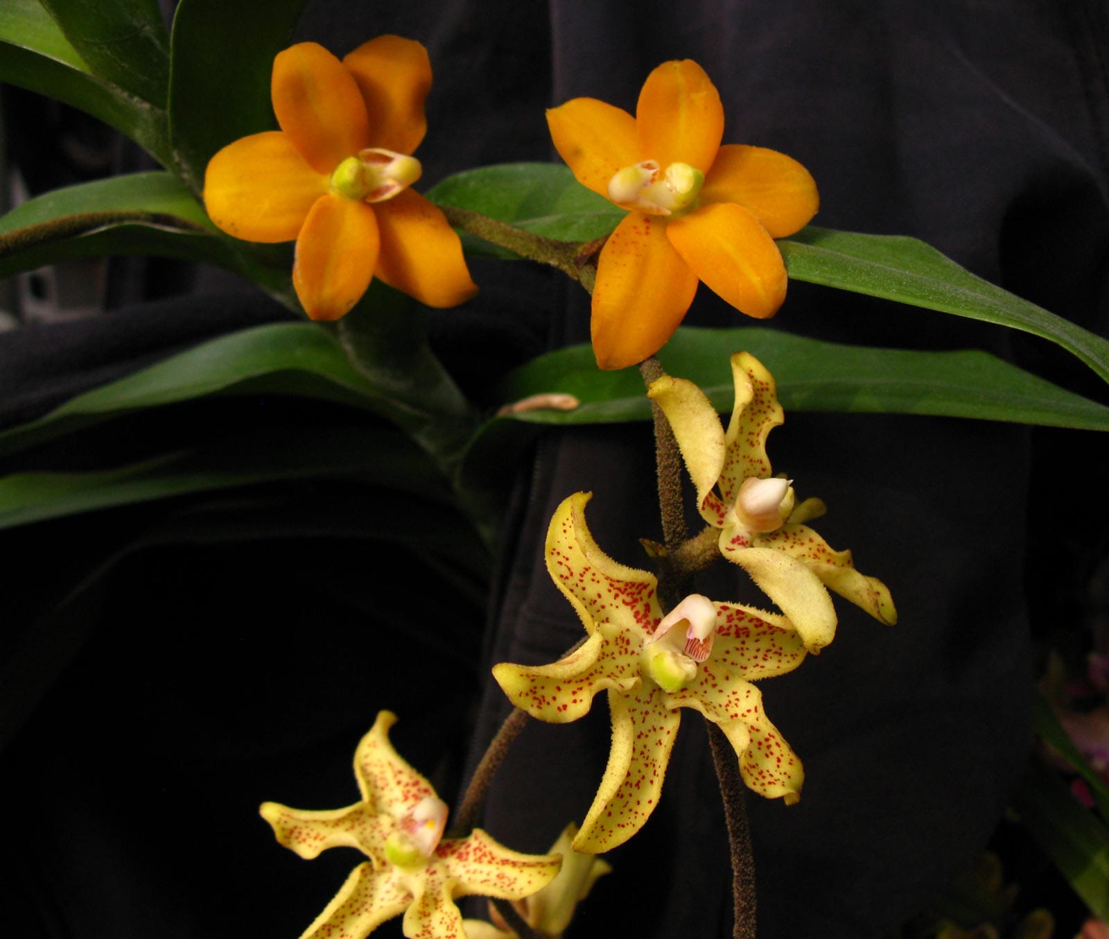 Dimorphorchis rossii Vanda La Foresta Orchids 