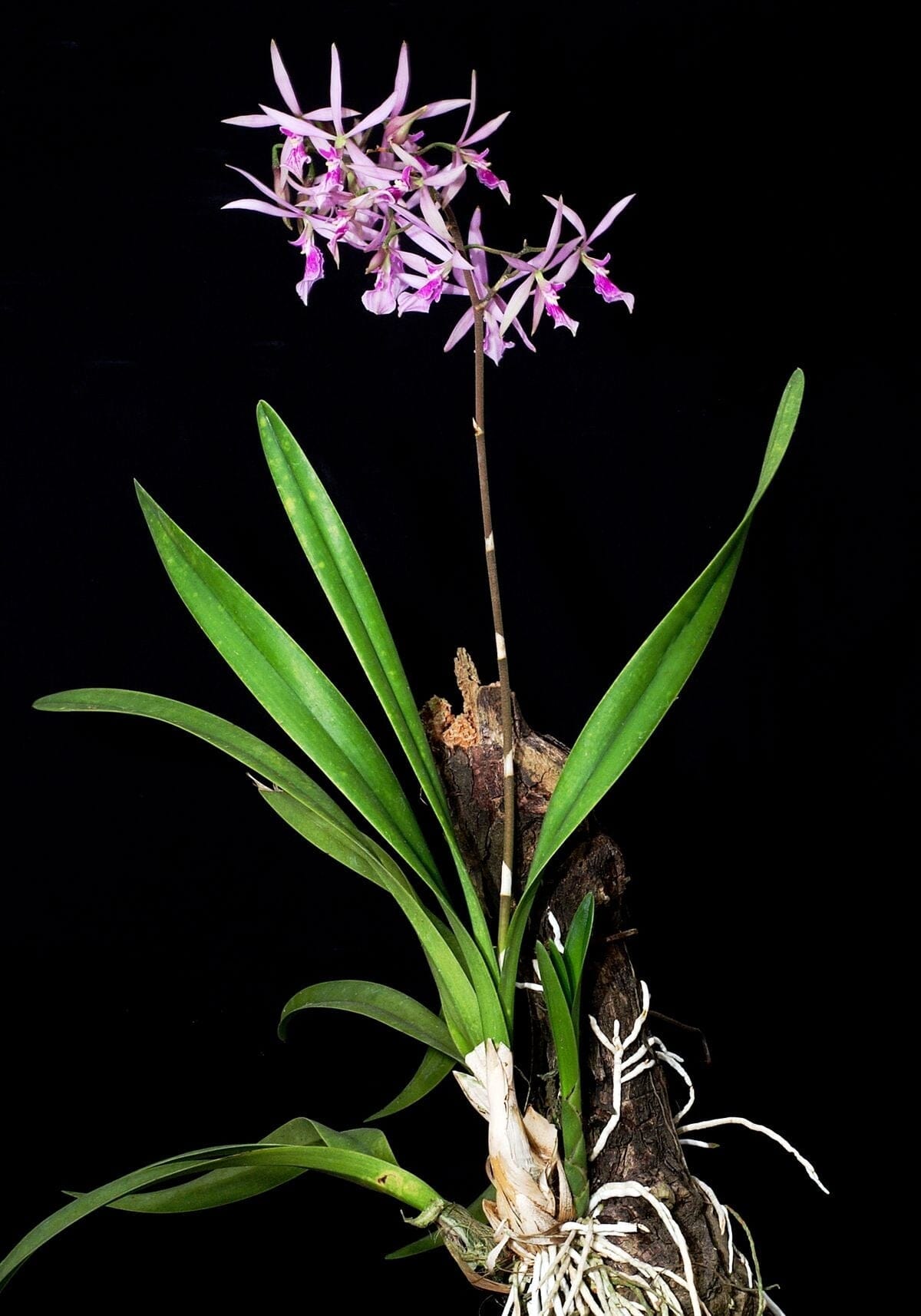 Encyclia adenocaula Encyclia La Foresta Orchids 