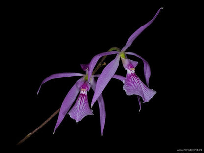 Encyclia adenocaula Encyclia La Foresta Orchids 