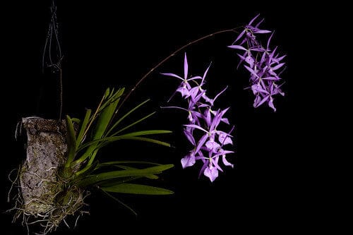 Encyclia adenocaula Encyclia La Foresta Orchids 