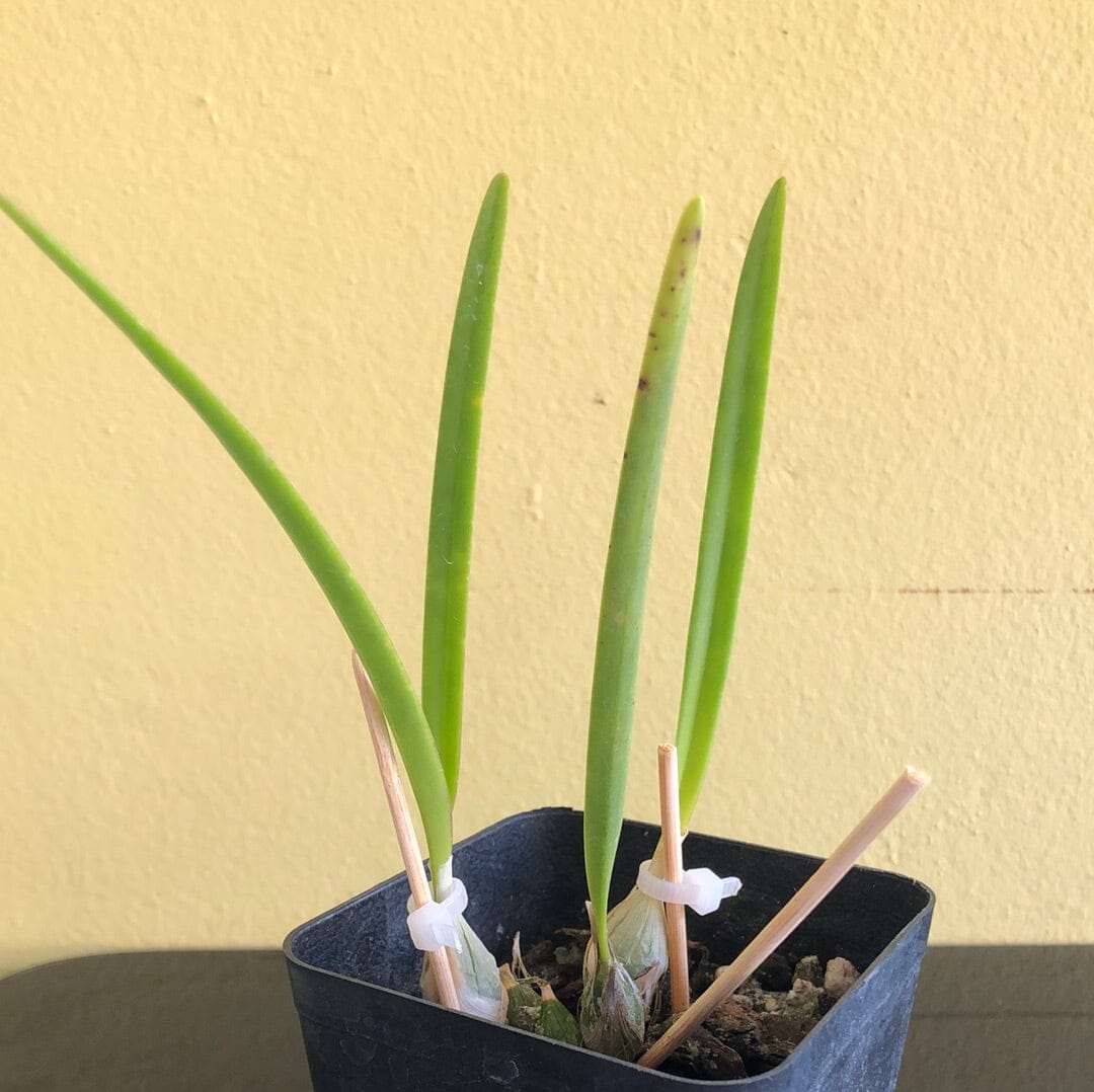 Encyclia adenocaula Encyclia La Foresta Orchids 