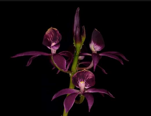 Epicattleya Miva Etoile Noir - a Black Orchid!