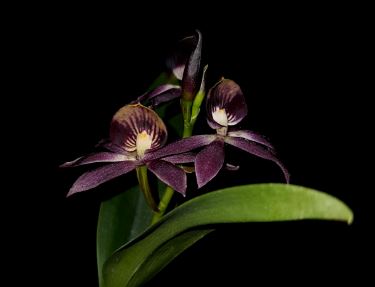 Encyclia cochleata x Guarechea Miva Etoile Noire - a Black Orchid! Encyclia La Foresta Orchids 
