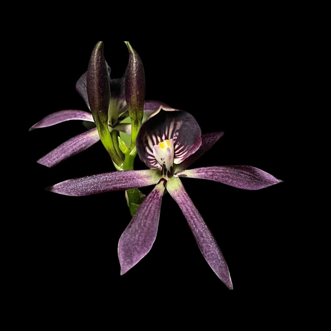 Epicattleya Miva Etoile Noir - a Black Orchid!