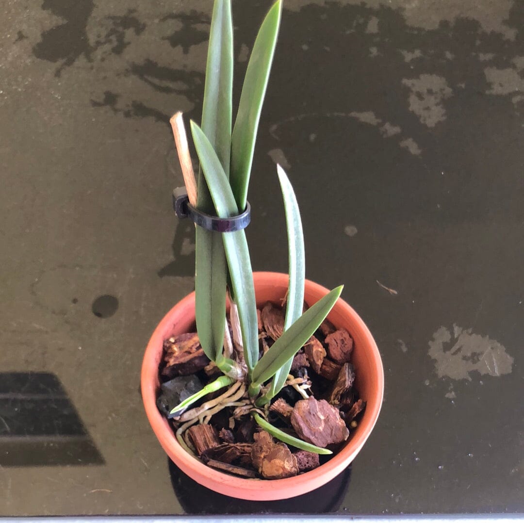 Brassavola venosa x Encyclia phoenicea