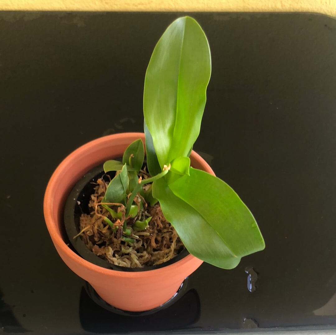 Grammatophyllum scriptum - a Dwarf Orchid! Grammatophyllum La Foresta Orchids 