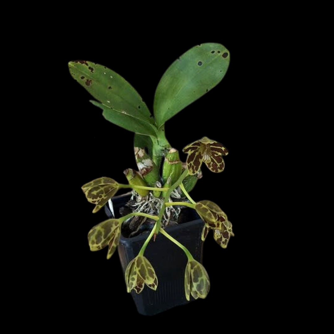 Grammatophyllum scriptum var. small x var. superbloomer - a Dwarf Orchid! Grammatophyllum La Foresta Orchids 