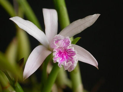 Laelia lundii Cattleya La Foresta Orchids 