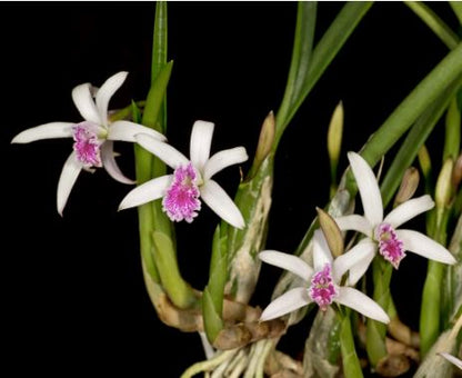 Laelia lundii Cattleya La Foresta Orchids 