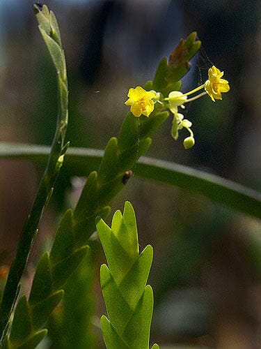 Lockhartia micrantha 'Blanco' Lockhartias La Foresta Orchids 