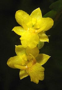 Lockhartia micrantha 'Blanco' Lockhartias La Foresta Orchids 