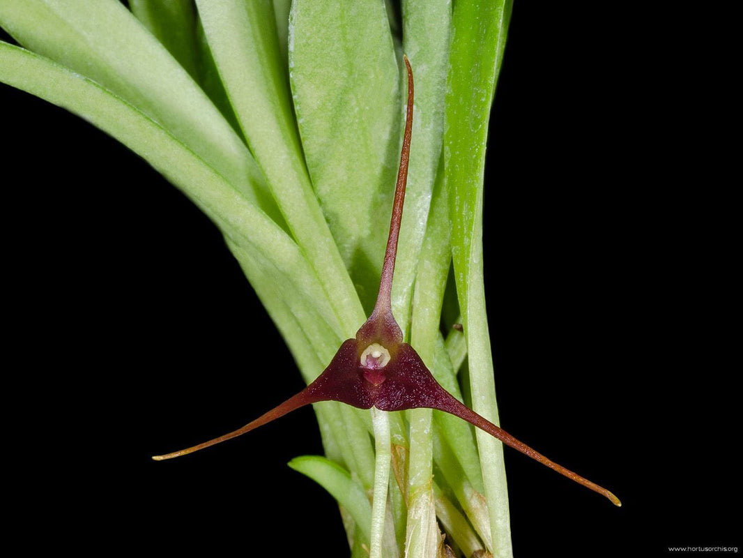 Masdevallia Species & Hybrids – La Foresta Orchids