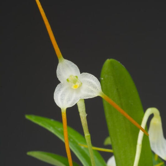 Masdevallia herradurae x Masdevallia scabrilinguis Masdevallia La Foresta Orchids 