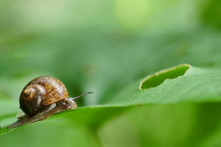 Molluscicide - Slug and Snail Bait Snail & Slug Bait La Foresta Orchids 