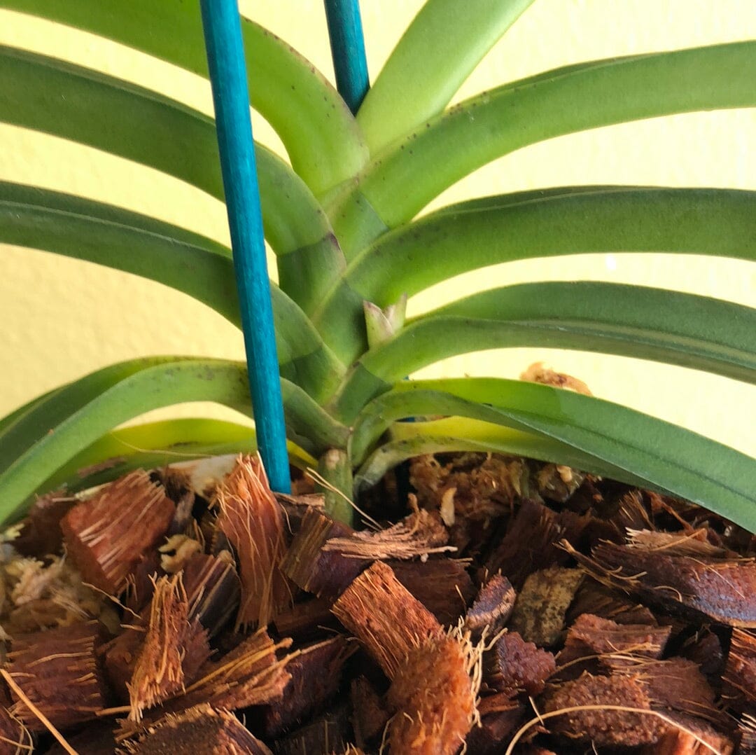 Neofinetia falcata x Rhynchostylis gigantea Vanda La Foresta Orchids 