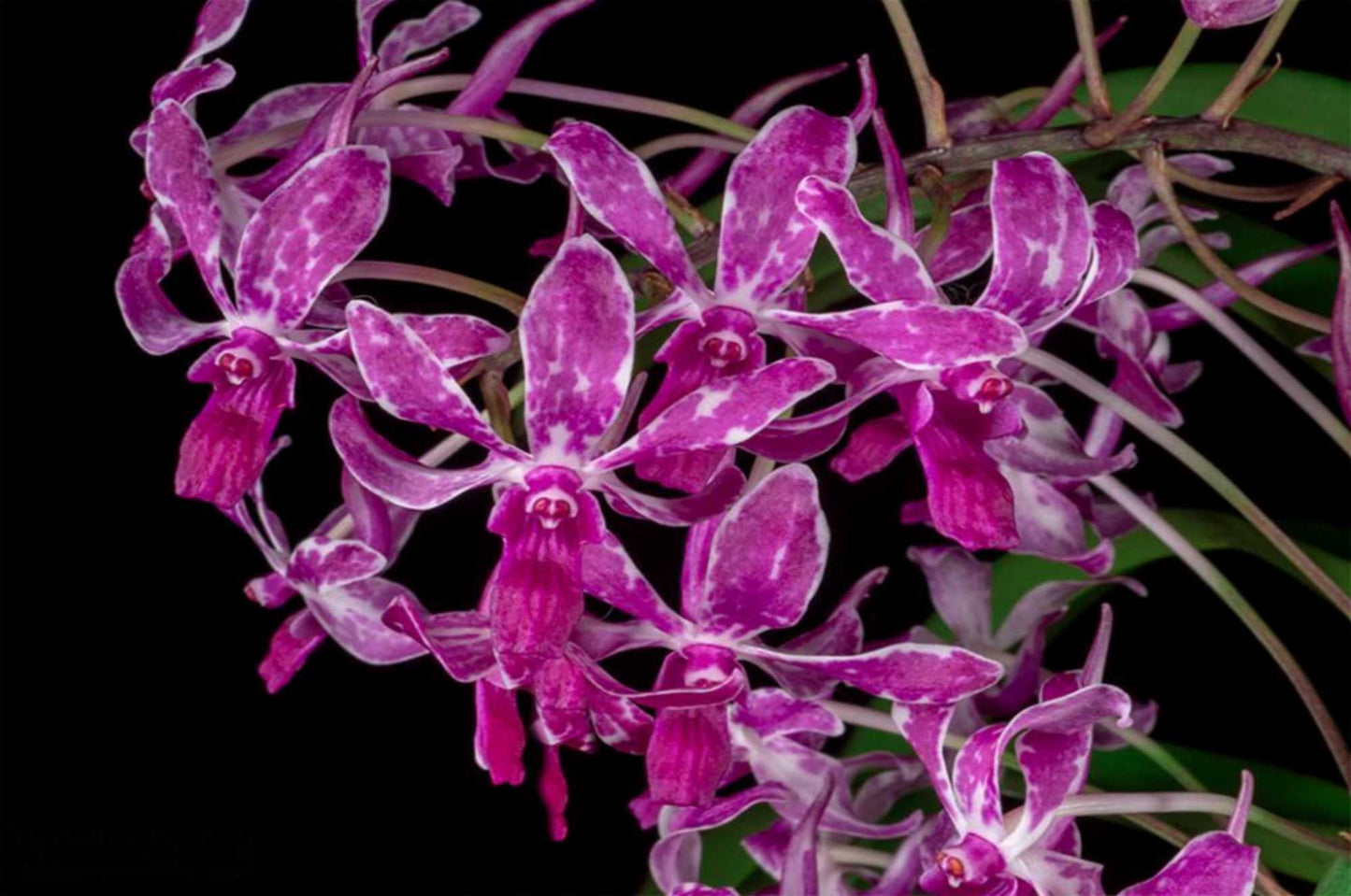 Neofinetia falcata x Rhynchostylis gigantea Vanda La Foresta Orchids 