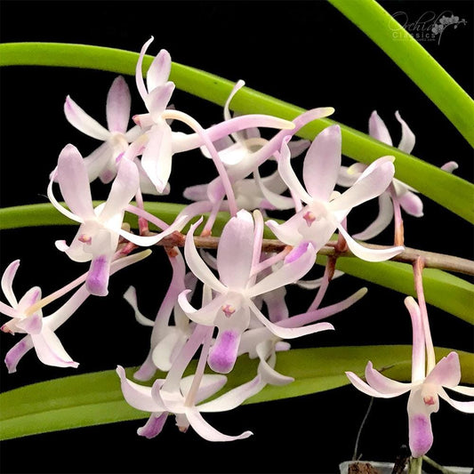 Neofinetia falcata x Rhynchostylis retusa Vanda La Foresta Orchids 