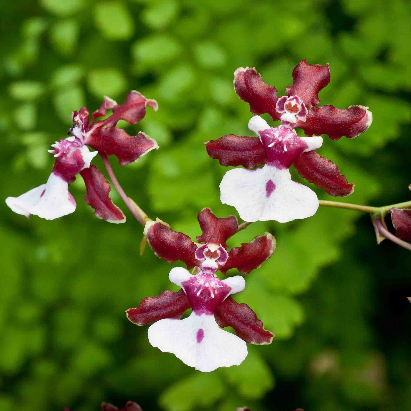 Onc. Sharry Baby 'Sweet Fragrance' AM/AOS Oncidium La Foresta Orchids 